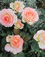 Роза чайно-гибридная Дуэт