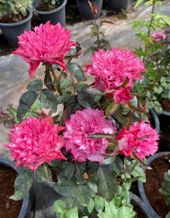 

Роза японская Хирари