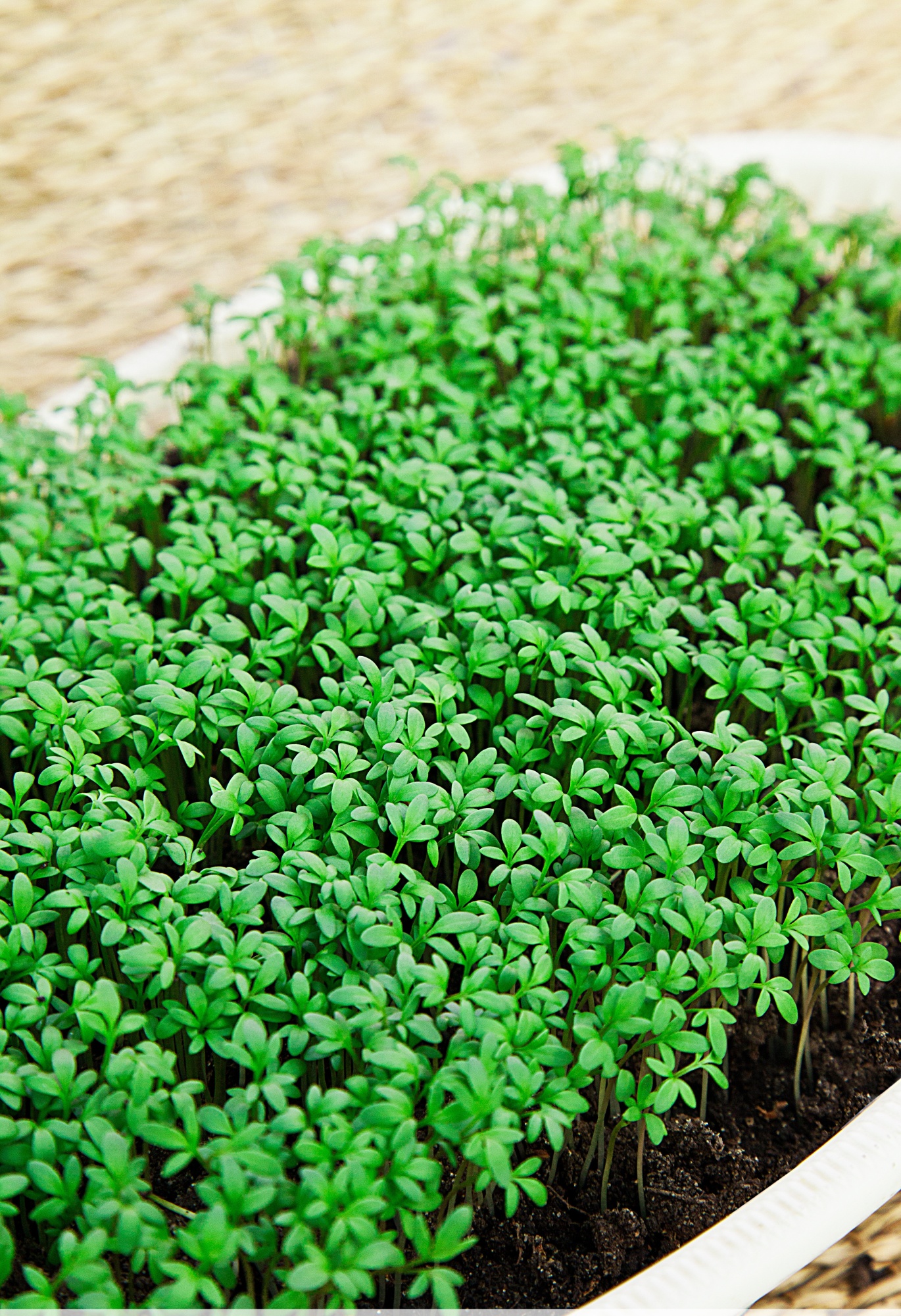 

Кресс-салат Данский 1 гр б.п