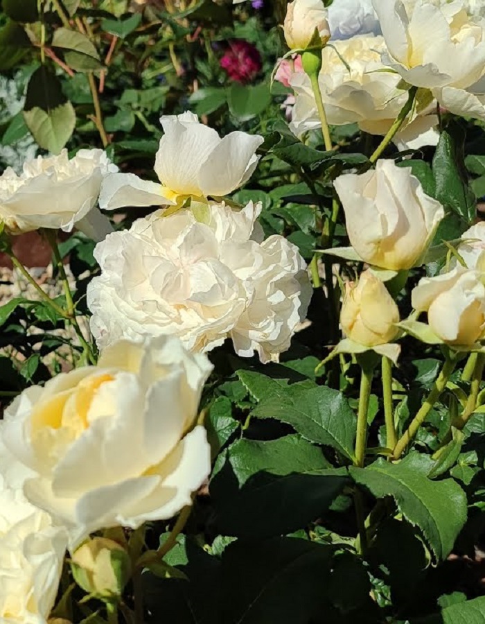 

Роза чайно-гибридная Евгения