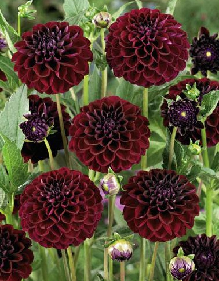 

Георгина Дарк Спирит 1 шт