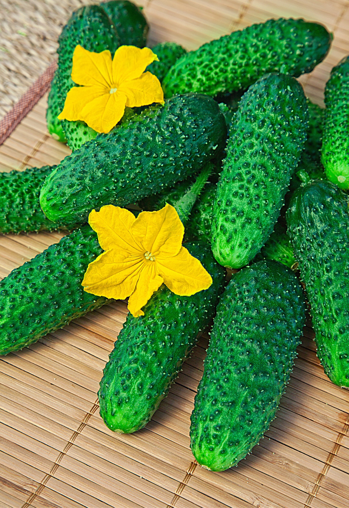 

Огурец Амур 1801 F1 8шт цв.п.