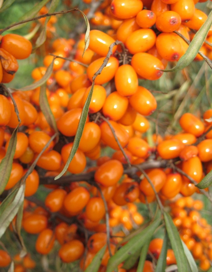 

Облепиха Алтайская