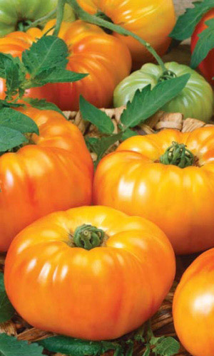 Томат Янтарный мед (УД) 20 шт. цв.п.