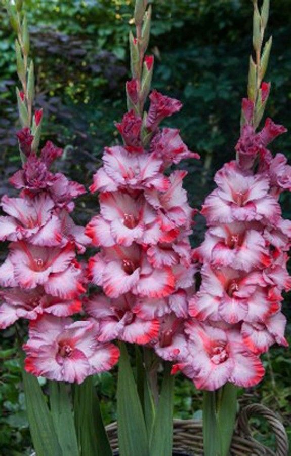 

Гладиолус Грей Хаунд