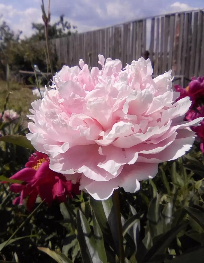 

Пион травянистый Леди Александер Дафф