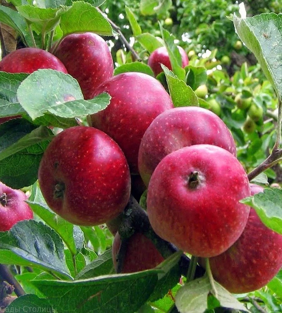 Яблоня Коваленковское 1шт яблоня орлинка с п