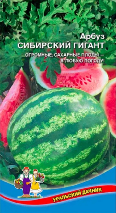 Арбуз Сибирский Гигант (УД) 10 шт цв п