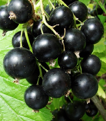 

Смородина черная Ядреная (Ribes nigrum) 1 шт ОКС