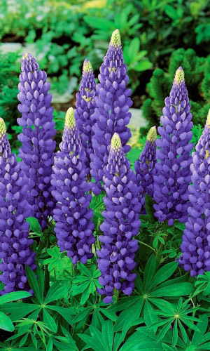 Люпин Блистательный синий (УД) 10 шт цв.п.