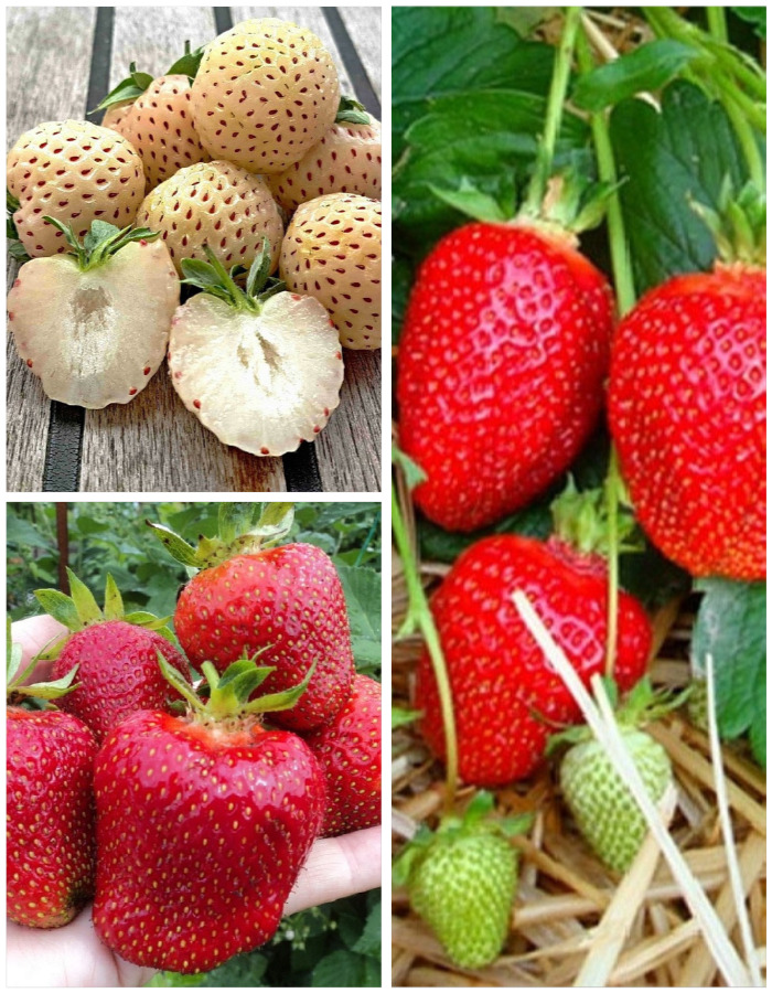 Набор Ягодный экваторлучшие сорта 3 саженца 419₽