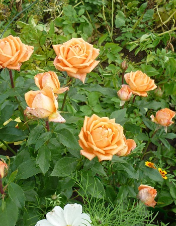 Роза чайно-гибридная Лолипоп 1 шт роза чайно гибридная парфюм де рев 1 шт