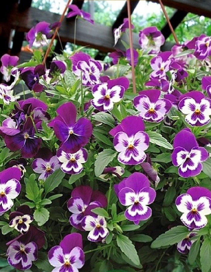 

Виола ампельная Вондер Фолл F1 Пурпурная маска 6 шт