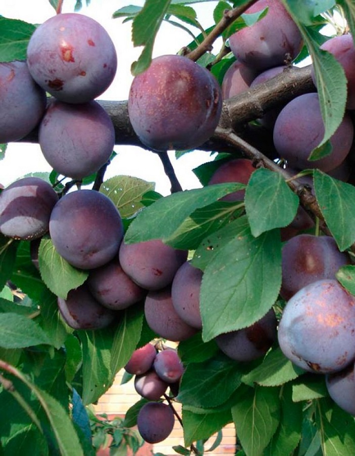 

Слива Ренклод Советский