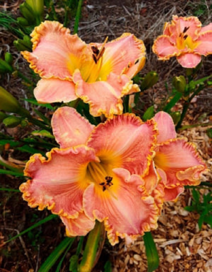 

Лилейник Дарла Анита