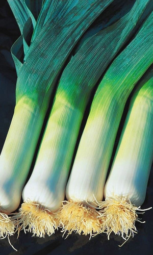 Лук порей Сибирский великан F1 (УД) 0,25 гр. цв.п.