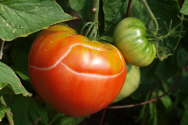 Почему зрелые плоды томата трескаются прямо на растении?