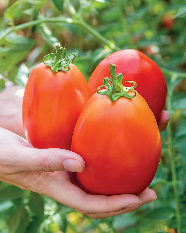 Томат Испанский Гигант 20 шт (УД) цв.п семена томат гигант красный 0 1гр цп