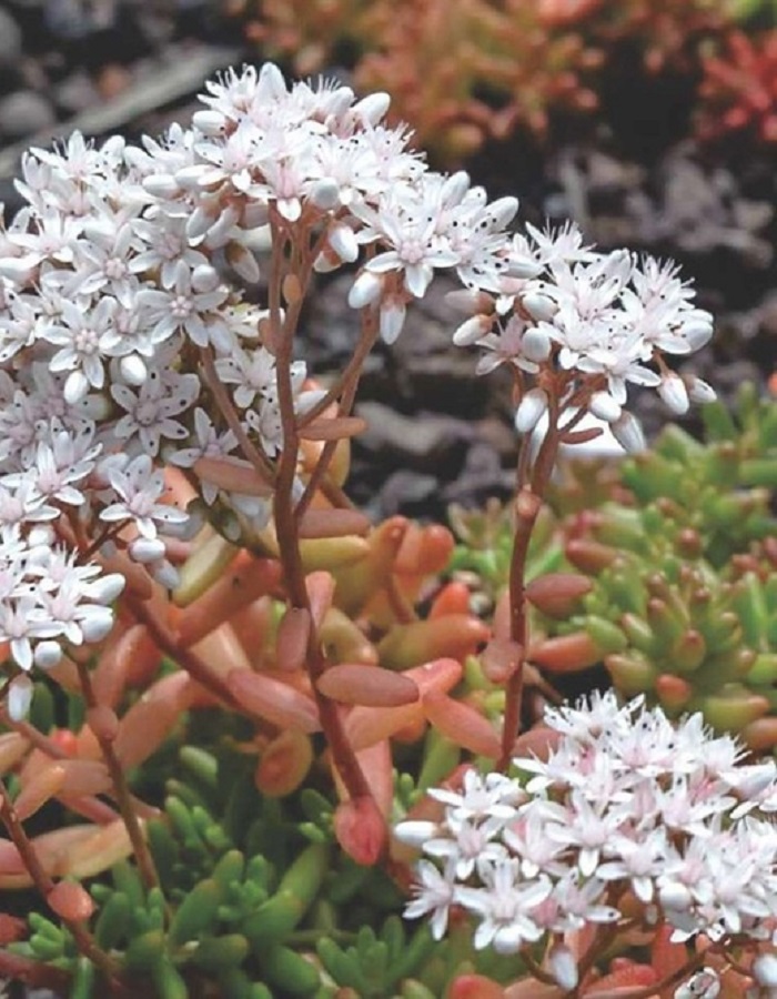 

Очиток белый Лаконикум 1 шт Р9