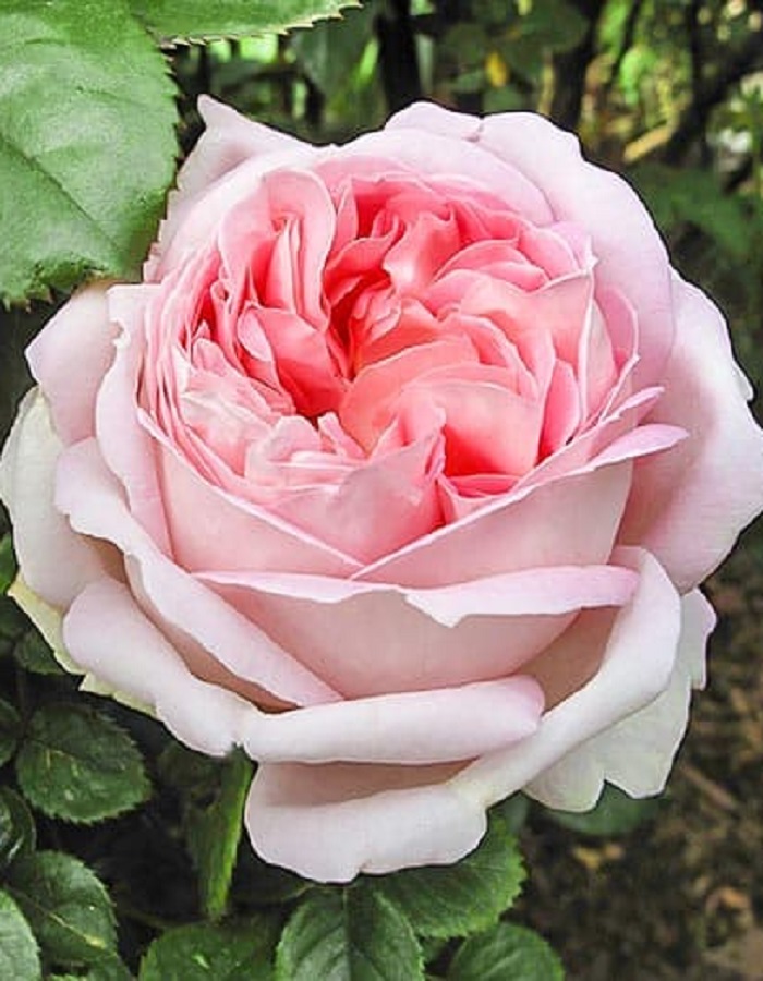 Роза чайно-гибридная Муриам 1 шт роза чайно гибридная биг перпл 1 шт