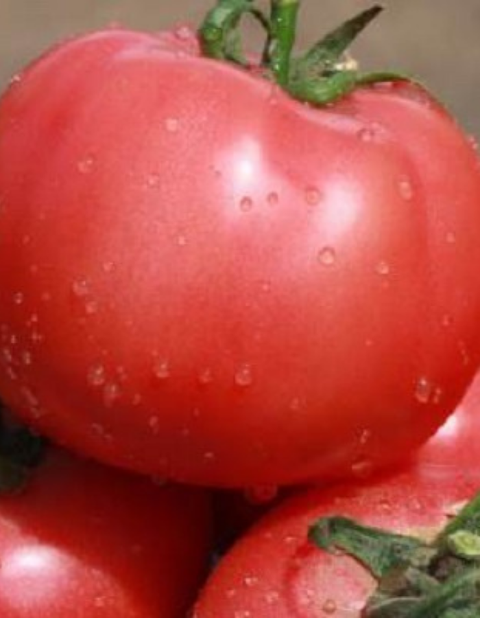 

Томат Вано F1 (УД) 12 шт цв.п