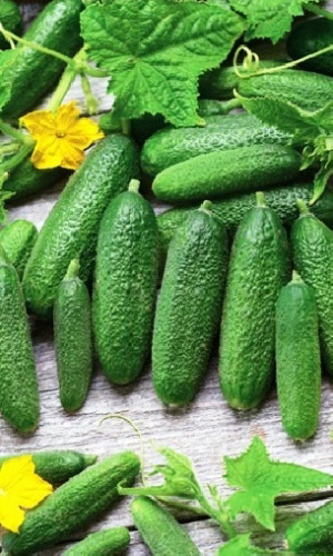 Огурец Мини- Мини-корнишон F1( УД) 8 шт. цв.п.