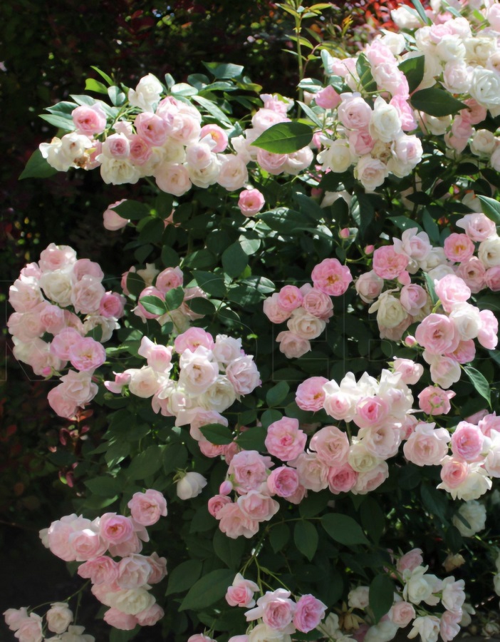 

Роза мускусная Моцарт Леди