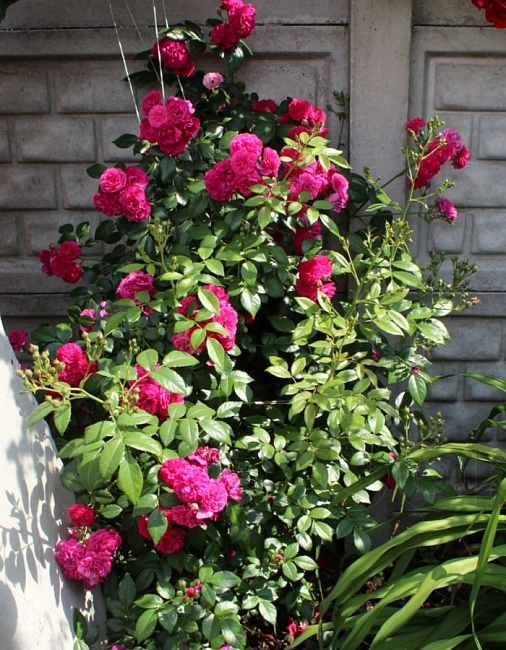 Роза плетистая Старлет Роуз Лола