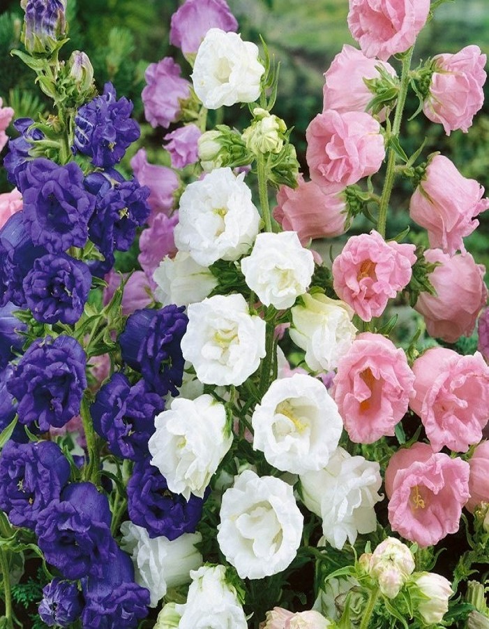 Колокольчик Махровая смесь 02 гр 33₽