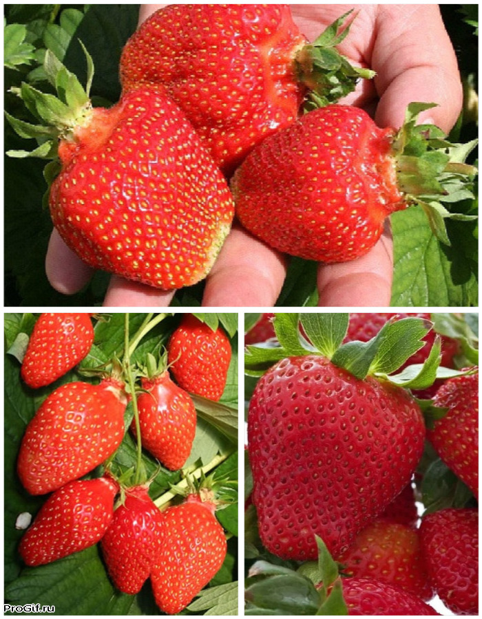 Набор Богатырский микс 3 саженца 419₽