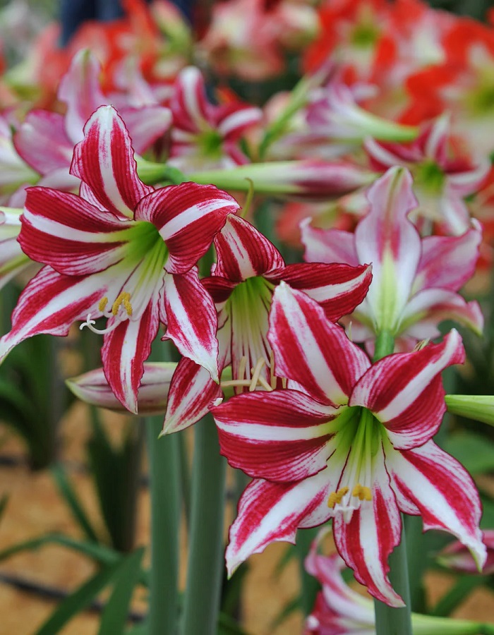 

Амариллис Сантьяго