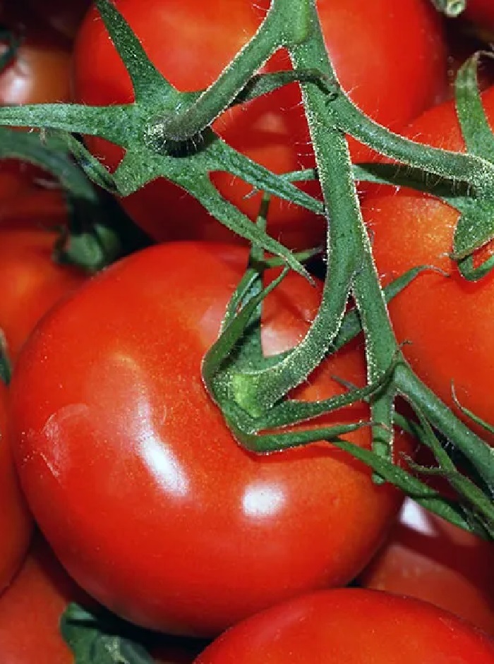 Томат Непасынкующийся Ликопиновый (УД) 20шт. цв.п. семена томат севрюга 20шт