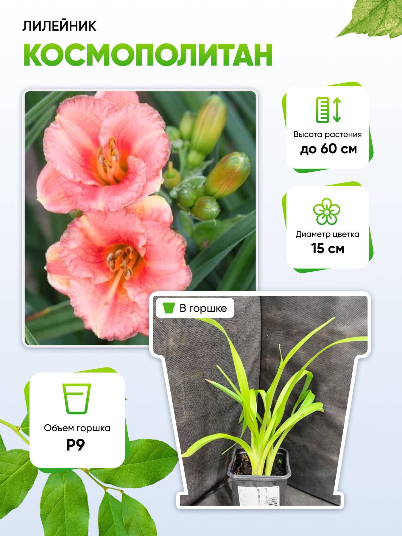 

Лилейник Космополитан 1 шт Р9