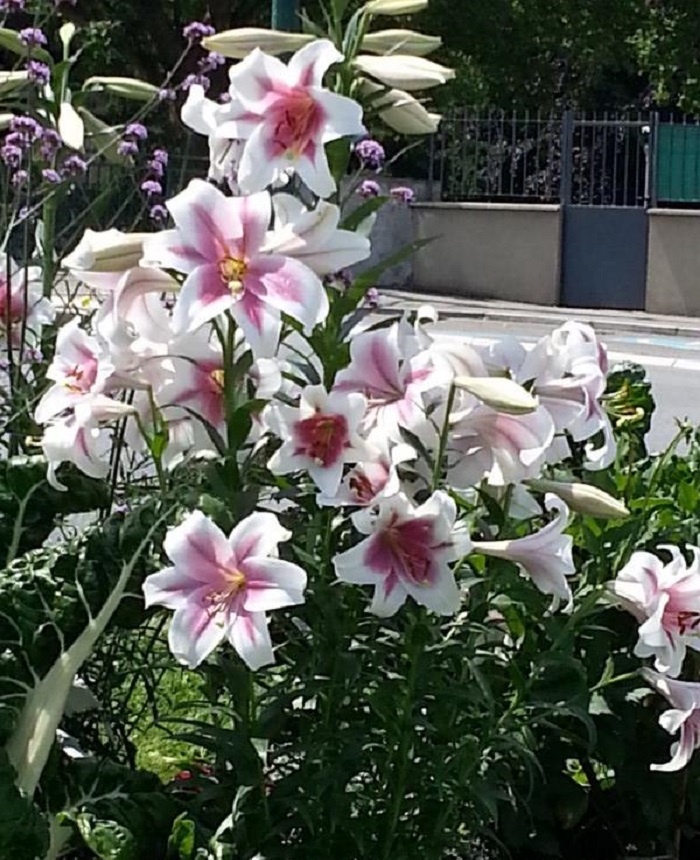 

Лилия Лонгифлорум Цирано