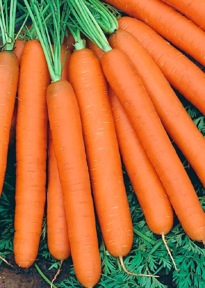 Морковь Нантская сахарная (УД) 2 гр цв.п. морковь нантская 4 2 гр б п