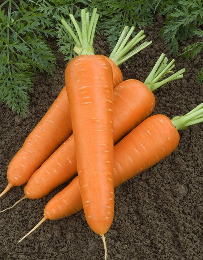 Морковь Садко (УД) 1 гр цв.п., Морковь, Морковь семена
