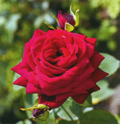 Роза чайно-гибридная Казахстанская Юбилейная 