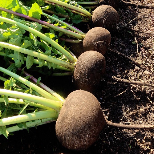 Редька Ночка (УД) 1 гр цв.п.