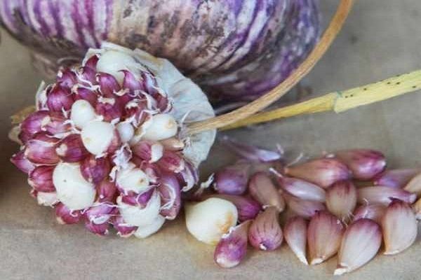 Выращивание чеснока из бульбочек