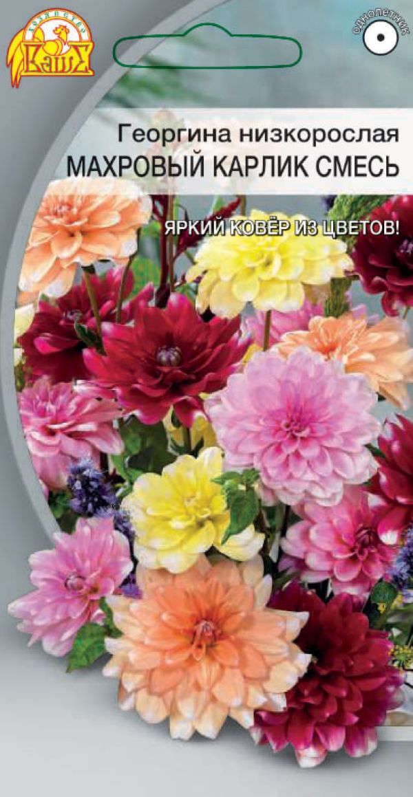 Георгина низкорослая Махровый карлик смесь 01 гр 44₽