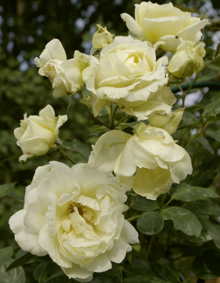 Роза плетистая Эльф 1 шт роза шванензее плетистая топалович