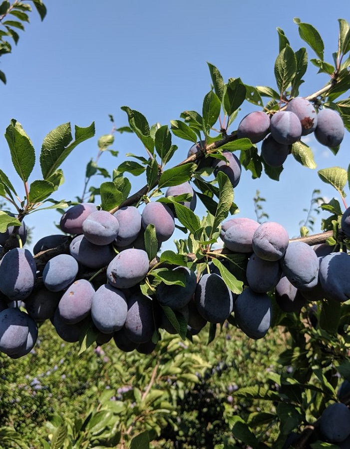 

Слива Стенлей