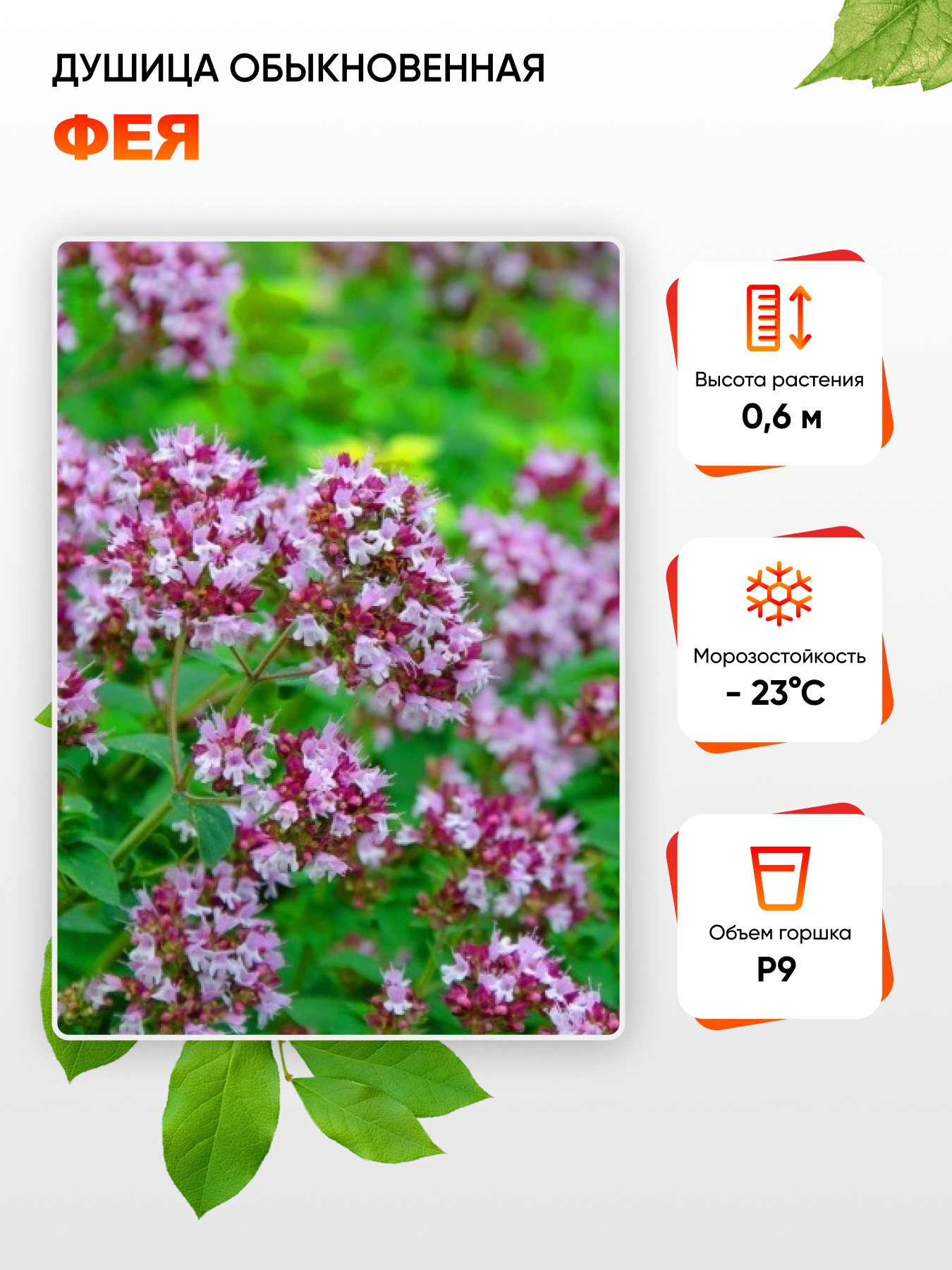 

Душица обыкновенная Фея 1 шт Р9