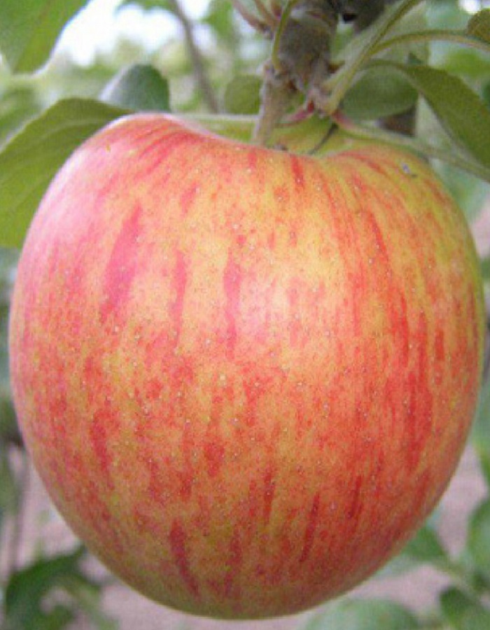 Яблоня Орлинка (3 года) 1 шт яблоня хоней крисп 3 года 1 шт