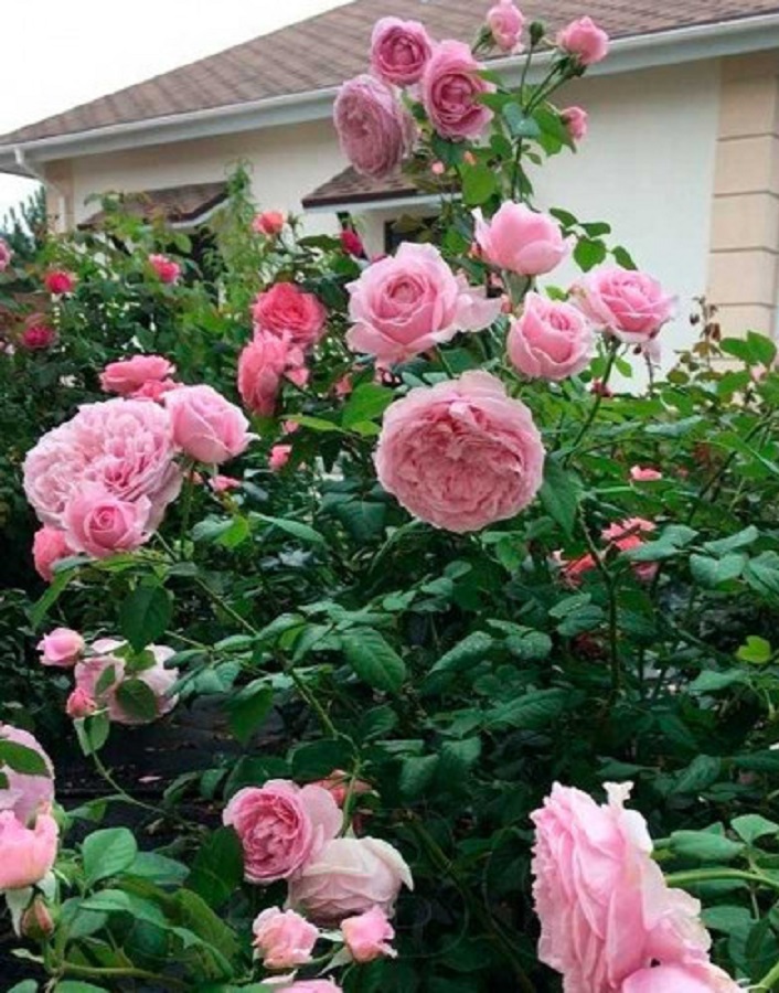 

Роза кустовая Спирит оф Фридом