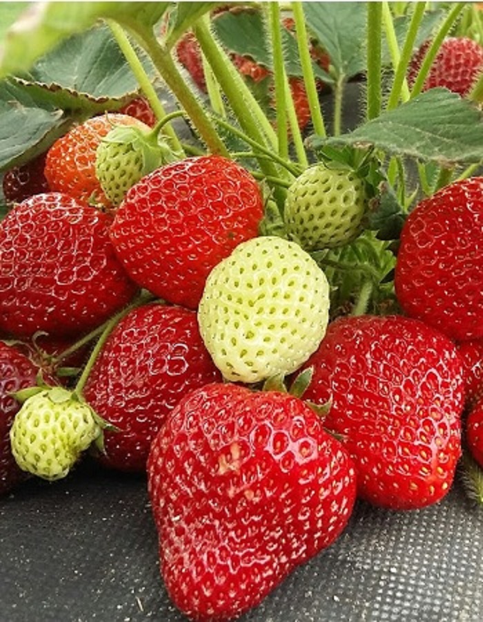 

Земляника садовая Клери