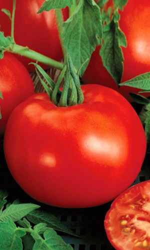 Томат Прекрасная Леди F1 (УД) 12 шт цв.п