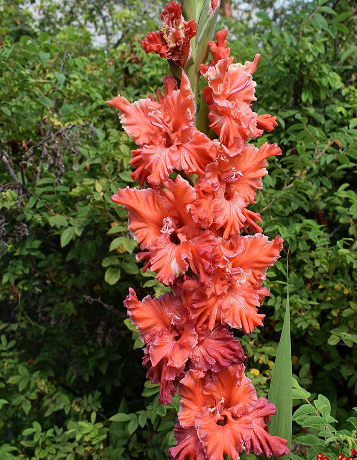 

Гладиолус Корал Круш