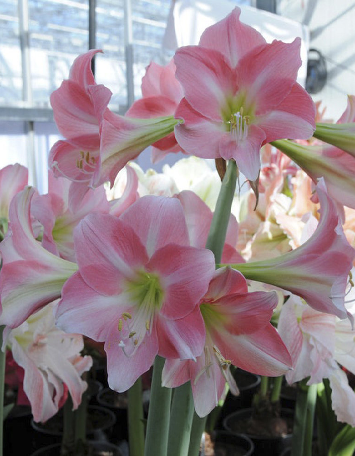 

Амариллис Ребекка