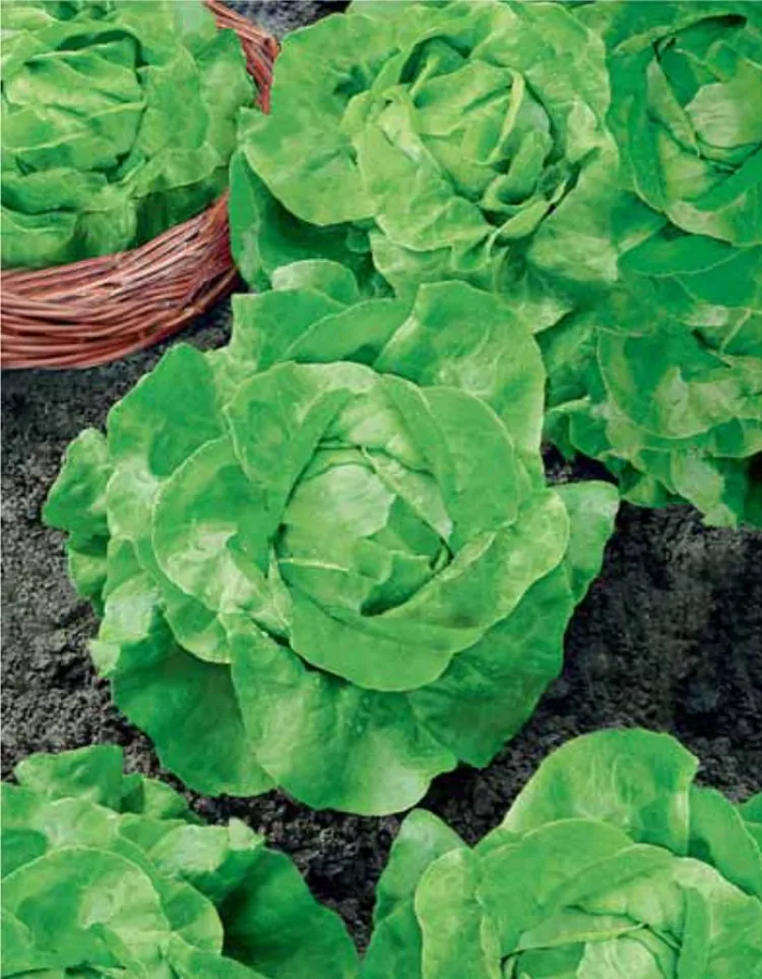 Салат Мэй Кинг 1 гр цв.п салат мэй кинг листовой 0 3г ранн агрос 10 ед товара